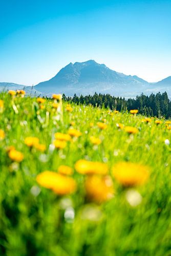 Paardenbloem voor de lente met uitzicht op de Grünten