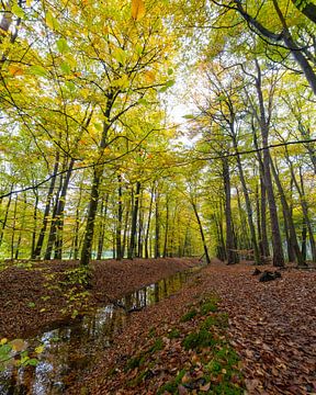 Automne sur De Eelerberg à Hellendoorn sur Photo Joost