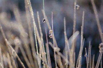 ijskoude grassen van Tania Perneel