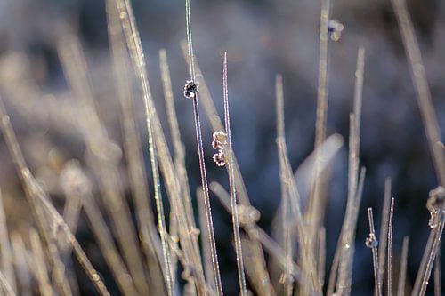 icy grasses