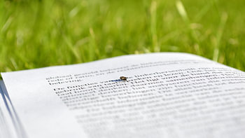 Belezen vlieg