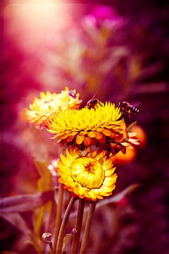 abeilles sur les fleurs sur Ribbi