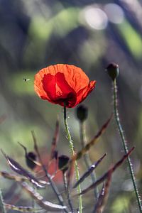 Mohnblume im Gegenlicht