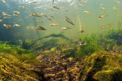 School met riviergrondels