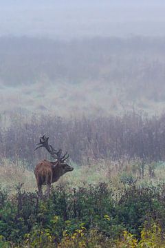Eenzaam hert in de mist van rik janse