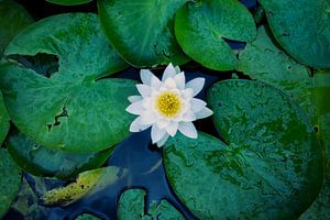 Lotosblume