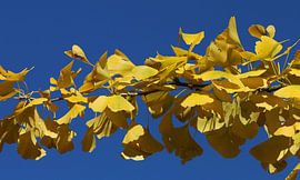 Ginkgo