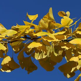 Ginkgo von Matthias Brix