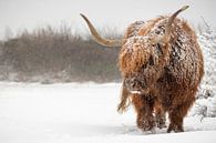 Taureau écossais highlander dans la neige par Richard Guijt Photography Aperçu