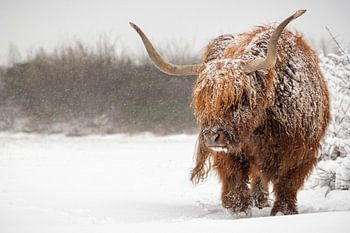 Schottischer Highlander-Stier im Schnee