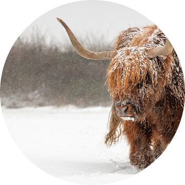 Schotse hooglander stier in de sneeuw van Richard Guijt Photography