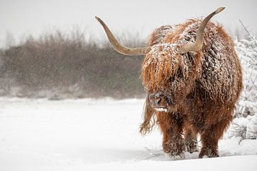 Scottish highlander bull in the snow