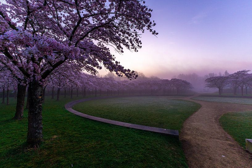 moment of rest in the blossom park by peterheinspictures