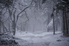 Winter in der Veluwe