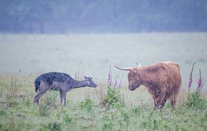 Rencontre avec un cerf - Highlander écossais