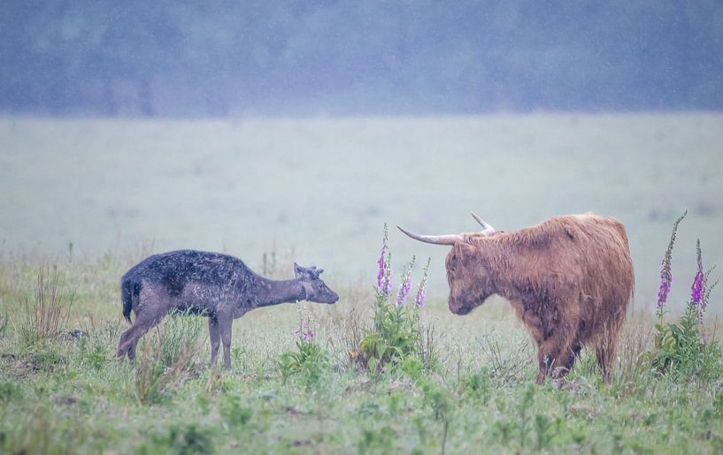 Meeting deer - Scottish highlander by natascha verbij