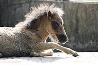 Ponyfohlen in Olderdissen Bielefeld