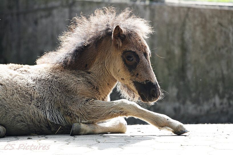 Ponyfohlen in Olderdissen Bielefeld van Christina Sudbrock