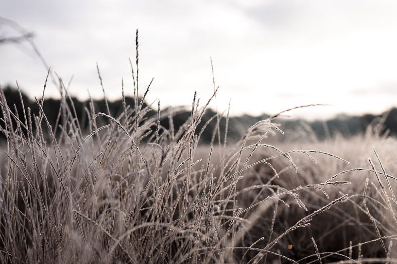 Natuur in de winter van Christien Hoekstra