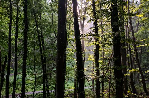Zonnestralen door de bomen