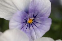 Violet lilas