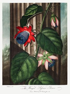 De gevleugelde passiebloem uit The Temple of Flora (1807) van Robert John Thornton. van Frank Zuidam