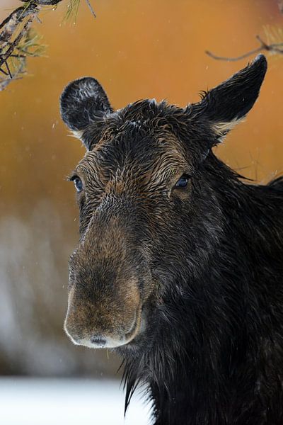 Orignal ( Alces alces ), portrait de tête d'une vache élan, faune, région de Yellowstone, Grand Teto par wunderbare Erde