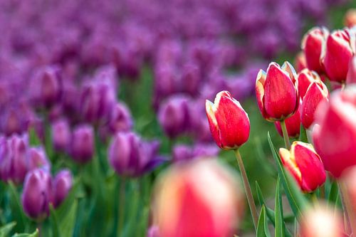 Contrasten en overgangen in het bollenveld