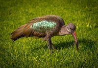 Vogel