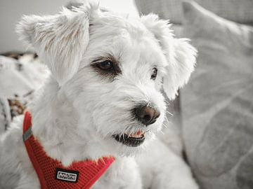 Maltipoo liefde: relaxen op de bank!