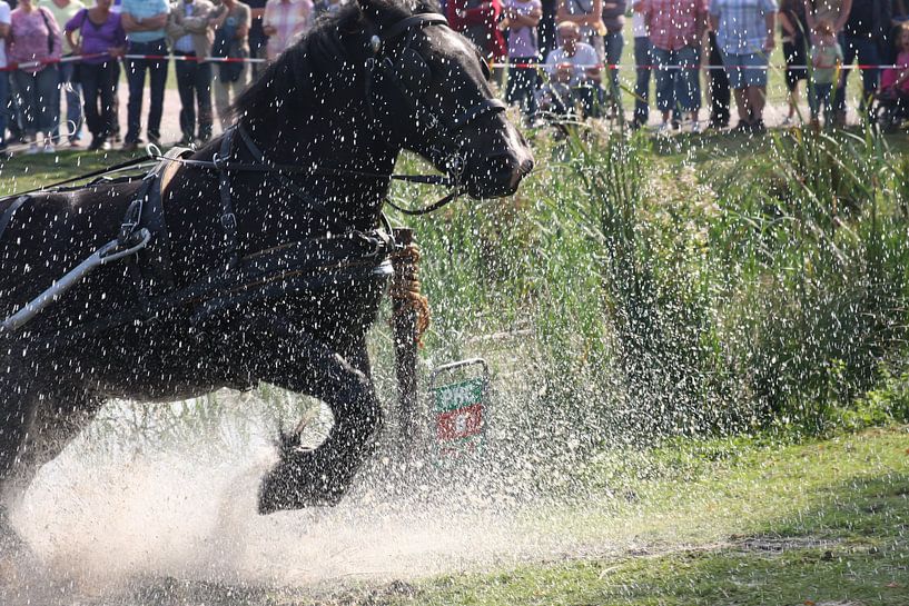 Powerhorse by Dutchphoto Press Pressphoto