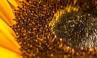 Die Sonnenblume