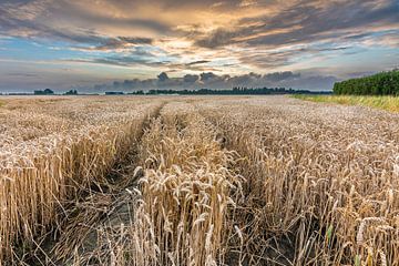 Beaux nuages au-dessus d'un champ de blé sur Jan Poppe