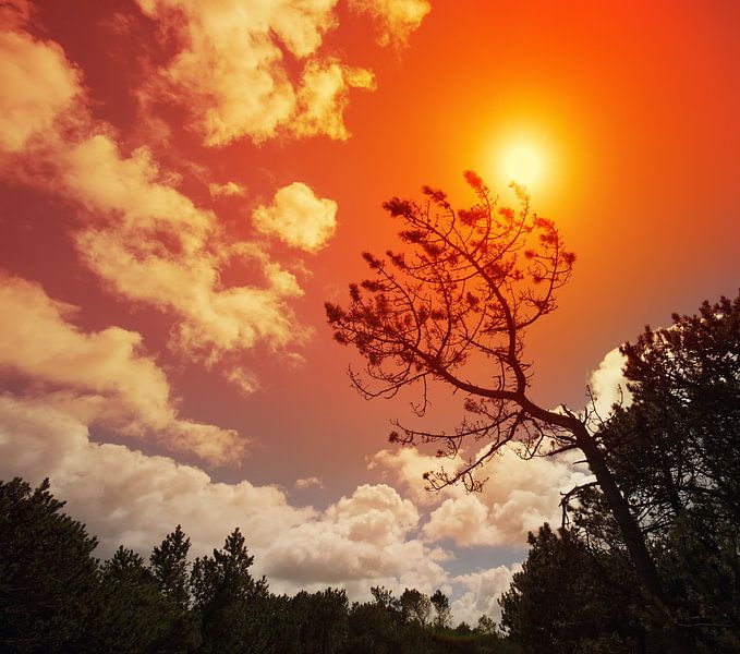 Forest by Bo Valentino