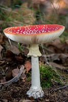 Paddenstoel rood met witte stippen
