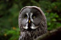 Portret van een uil