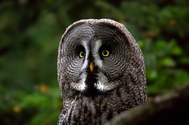 Portrait d'un hibou sur Wesley Klijnstra