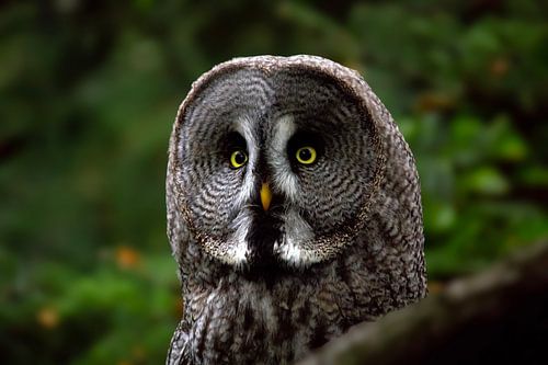 Portret van een uil