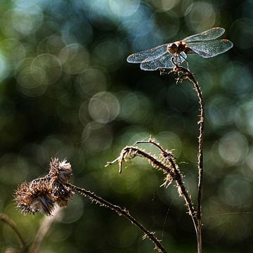 Libelle von Affect Fotografie