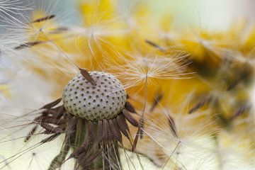 Löwenzahn und Pusteblume sur Rolf Pötsch