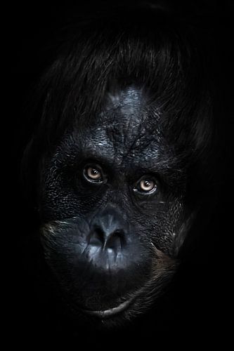 gezicht orang-oetan close up. Flegmatische licht ironische blik in de ogen. Donkere, zwarte achtergr