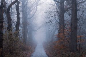 Kalte Atmosphäre im Wald