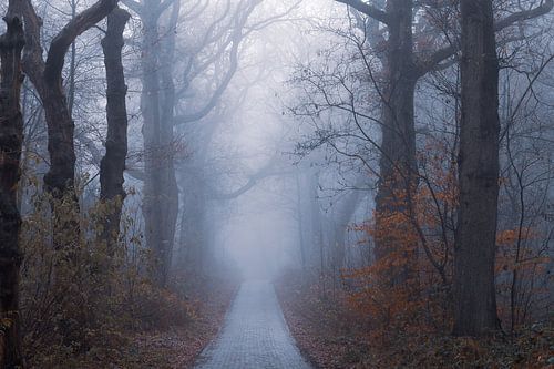 koude sfeer in het bos