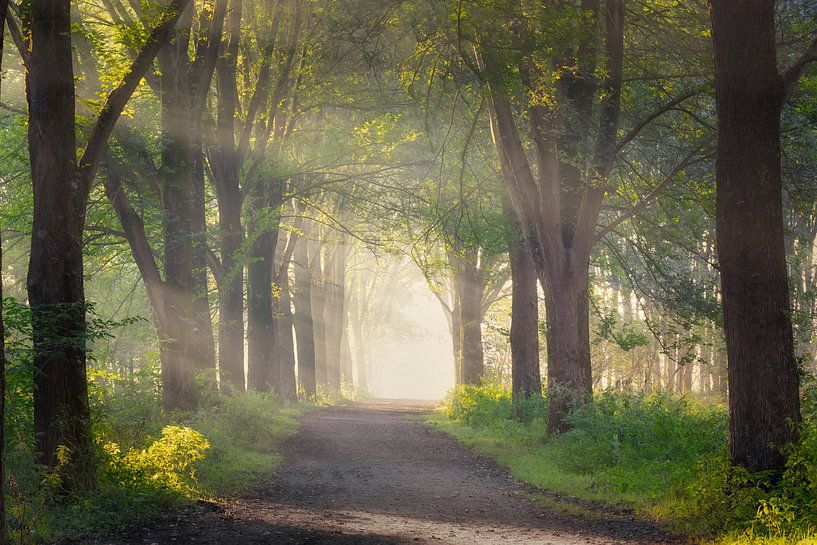 Sunbeams in the forest during sunrise by Original Mostert Photography