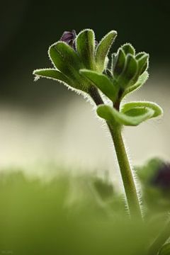 Petunie von Meleah Fotografie