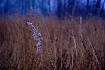 Close up reed plume along reed belt in misty morning light by BJ Fleers