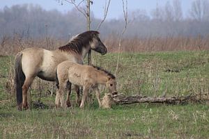 Konik Pferd mit Fohlen von John Kerkhofs