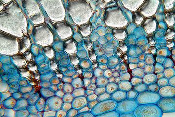 Dwarsdoorsnede lindetak, microscopie van appie bonis