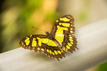 Vlinder van Kyra Hoekema