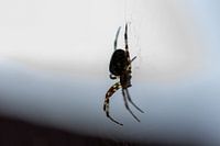 Iek a spider